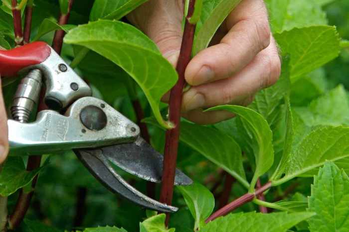 Root cutting cuttings propagation plants take taking